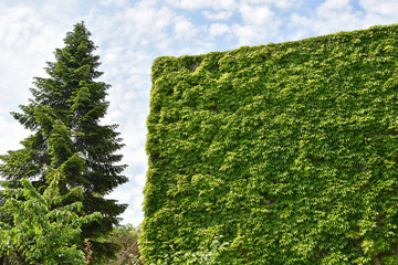 Wall of a building covered with plant leaves