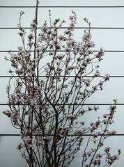 cherry tree in bloom against a modern white wall