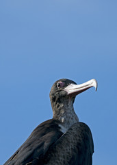 Cormorant in Aldabra