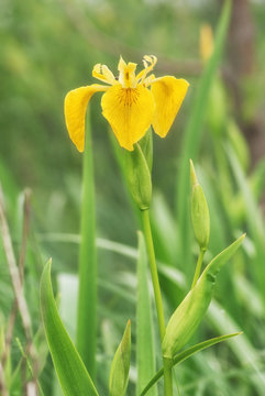 Blooming on the shore of the lake is the flower of the yellow ir