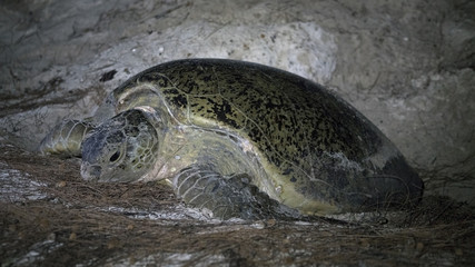 Green Sea Turtle Laying Eggs on Aldabra Atoll Beach at Night
