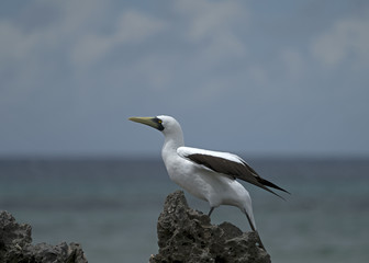 Masked Booby Striking a Pose in Aldabra
