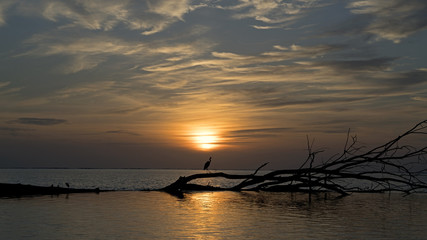 Heron against setting sun in Bijoutier, Seychelles Outer Islands