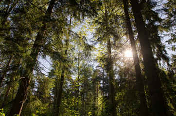 Fototapeta premium Summer day in forest