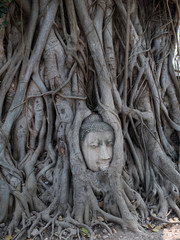 Buddha Head Tree Wat Maha That trapped in Bodhi Tree roots.