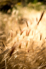 Fototapeta premium rozi