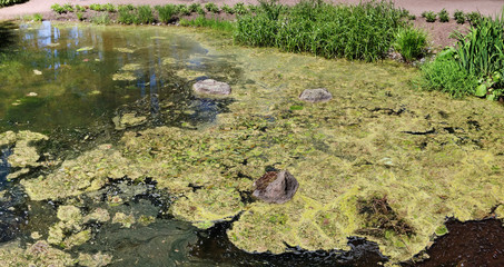 Water surface of a small rural rotten  pond has grown with seaweed and ooze.
