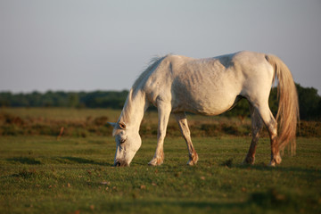 Obraz na płótnie Canvas weißes Pferd auf einer Wiese