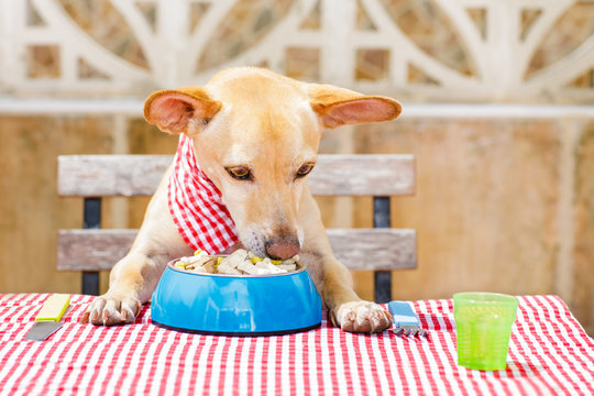 dog eating a the table with food bowl