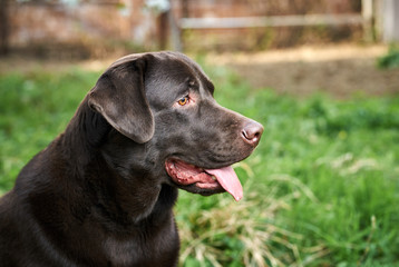 The dog looks away, the labrador with his tongue hanging out