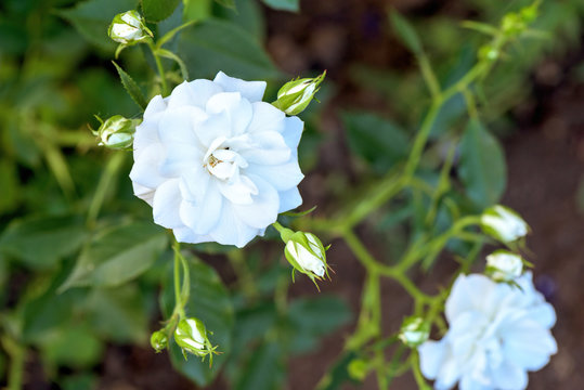 White rose flower in bloom in the garden, close up