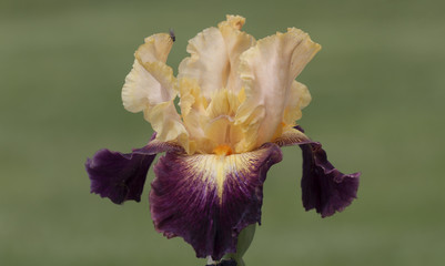 Light orange and bardo iris
