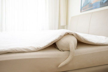 dog sick , ill or sleeping