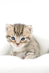 Fototapeta premium Katzenbaby
