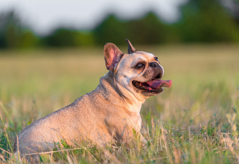Photo of a French Bulldog