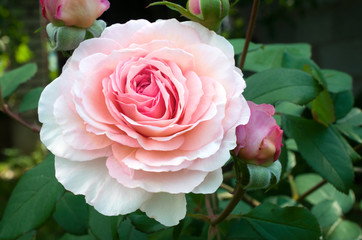Single Pink Rose