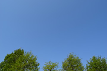 Obraz premium 新緑と青空