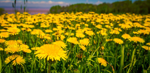 field of dandelions 