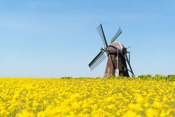 Historische M&uuml;hle in einem bl&uuml;henden gelben Rapsfeld, J&uuml;tland, D&auml;nemark