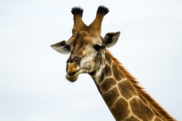 Naklejka premium Giraffe