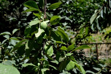 Orchard. Unripe apples. apple garden. apples on branch