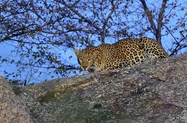 Crédence de cuisine en verre imprimé Panthère La femelle léopard qui a quitté sa grotte protectrice à Lundala, en Inde, au Rajasthan, regarde calmement le photographe. Photo : Jan Fleischmann