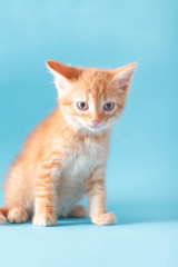 Playful red ginger kitten on a blue background isolated