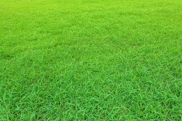 Green grass background