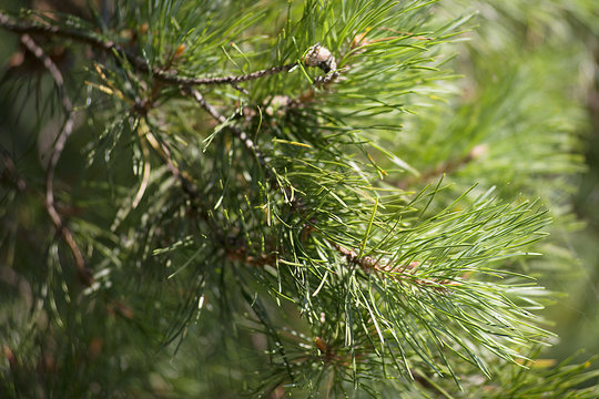 branch of pine under the sun