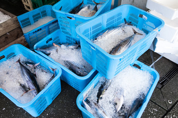 水揚げされた魚