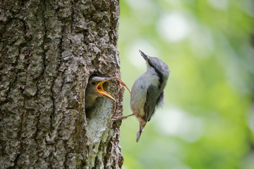 Always hungry nestling ask for food from his parent. Adult bird Wood nuthatch or Sitta europaea near the nest in hollow of the oak