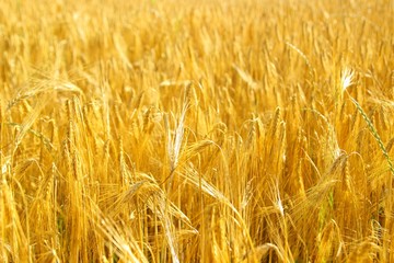 Mature wheat cereals in field