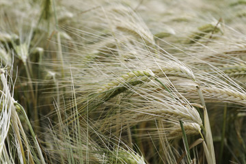 Champ de Blé