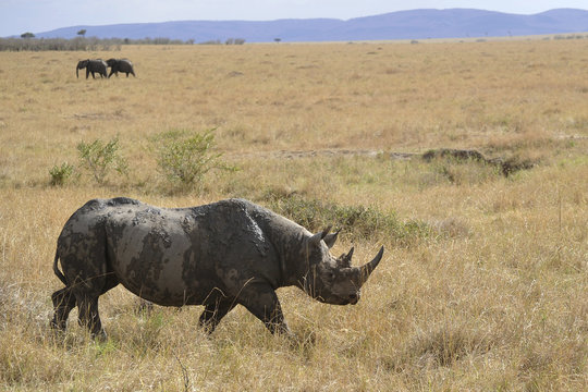 Den hotade och skygga spetsnoshörningen vandrar ut på den östafarikanska savannen.