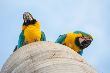 Bottom view of two macaws in their nest on the trunk of a coconut tree. Blue and yellow macaw from Brazil, known as Arara.