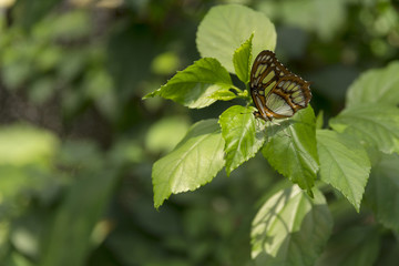 Beautiful buterfly, insect on green nature floral background, photographed at Schmetterlinghaus, Buterfly museum in Austria