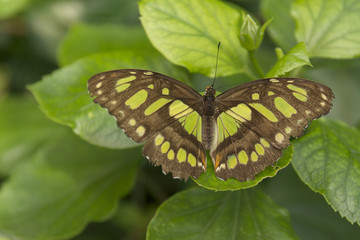 Beautiful buterfly, insect on green nature floral background, photographed at Schmetterlinghaus, Buterfly museum in Austria