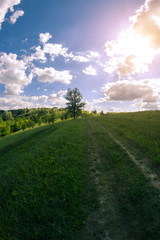 Fototapeta na wymiar Sunny summer landscape on a meadow near a dirt road.