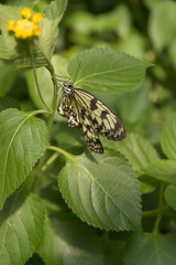 Beautiful buterfly, insect on green nature floral background, photographed at Schmetterlinghaus, Buterfly museum in Austria