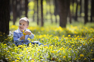 Happy cute little kid on green grass lawn with blooming yellow dandelion flowers on sunny spring or summer day. Child playing among pine trees. Little boy dreaming and relaxing collecting a bouquet