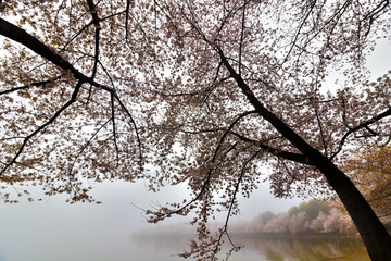 Famed Yoshino cherry blossoms circling the banks of the Tidal Basin in the freezing fog, West Potomac Park, Washington DC