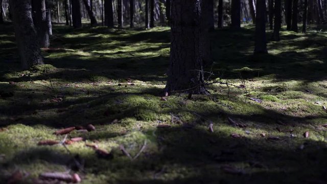 Forest cover. Thicket. Rays of light through trees. Nida. Lithuania