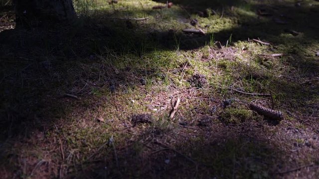 Forest cover. Thicket. Rays of light through trees. Nida. Lithuania