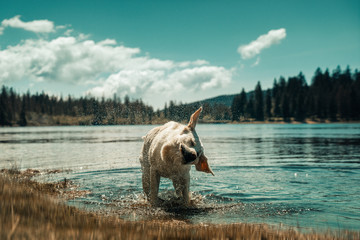 Junger labrador retriever hund welpe badet in einem see und schüttelt das wasser ab
