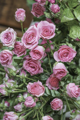 Pink roses as a background