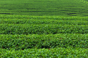 Fototapeta na wymiar Green tea plantations
