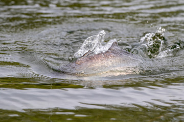 Barramundi or Asian sea bass in the fishing tournament
