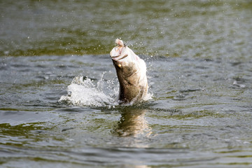 surface action of barramundi wheb it hit to the bait in the fishing tournament   © wonderisland