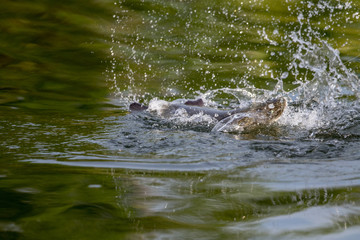 surface action of barramundi wheb it hit to the bait in the fishing tournament
