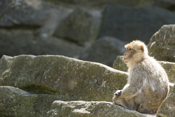 Monkey relaxes and poses on rocks